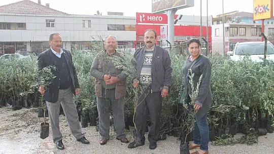 Zeytin fidanları satışa sunuldu
