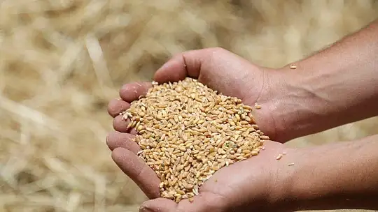 Karaova'da hasat zamanı