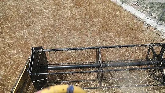 Karaova'da hasat zamanı