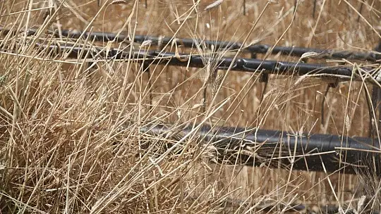 Karaova'da hasat zamanı