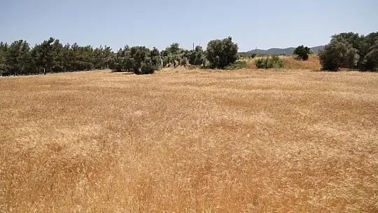 Karaova'da hasat zamanı