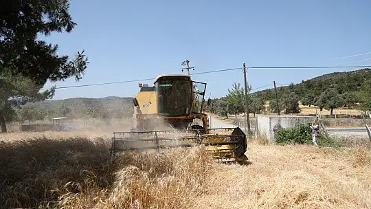 Karaova'da hasat zamanı