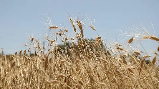 Karaova'da hasat zamanı
