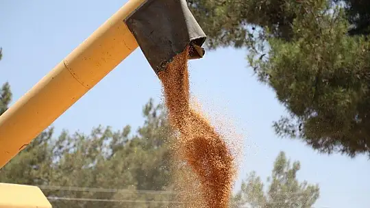 Karaova'da hasat zamanı