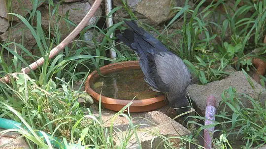 Karga kendisine yapılan iyiliği unutmadı