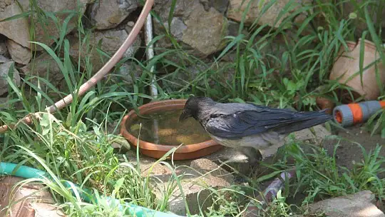 Karga kendisine yapılan iyiliği unutmadı