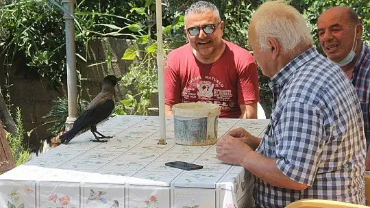 Karga kendisine yapılan iyiliği unutmadı