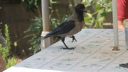 Karga kendisine yapılan iyiliği unutmadı