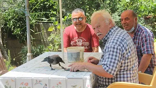 Karga kendisine yapılan iyiliği unutmadı