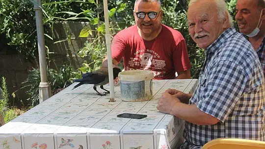Karga kendisine yapılan iyiliği unutmadı
