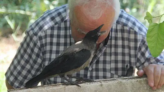 Karga kendisine yapılan iyiliği unutmadı