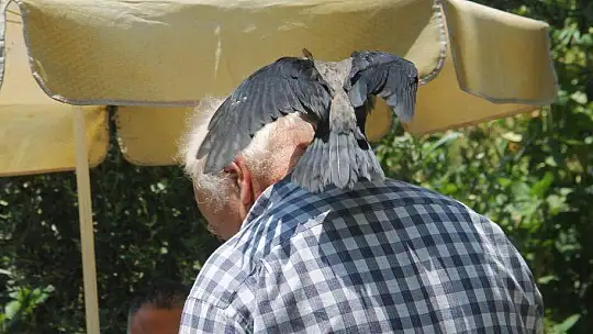Karga kendisine yapılan iyiliği unutmadı