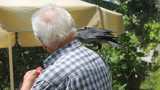 Karga kendisine yapılan iyiliği unutmadı