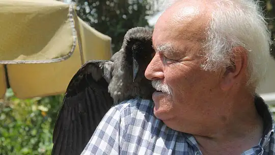 Karga kendisine yapılan iyiliği unutmadı