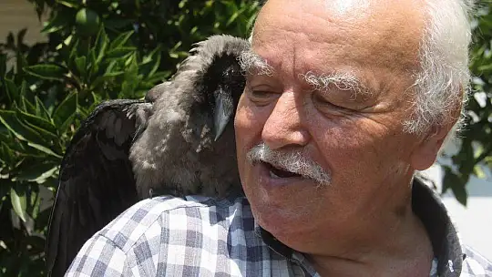 Karga kendisine yapılan iyiliği unutmadı