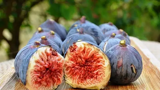 Coğrafi İşaretli Fethiye Kaya İnciri Fidanları Üreticilerle Buluştu