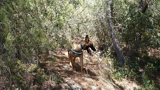Köpeğin getirdiği insan kafatası polisi alarma geçirdi