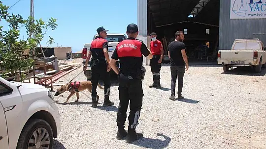 Köpeğin getirdiği insan kafatası polisi alarma geçirdi