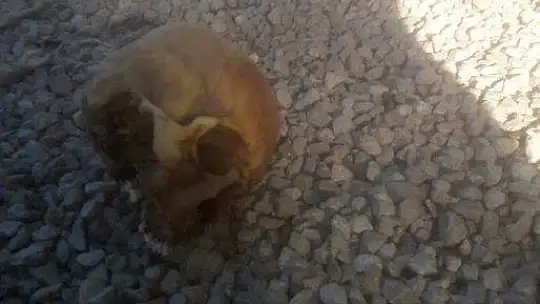 Köpeğin getirdiği insan kafatası polisi alarma geçirdi