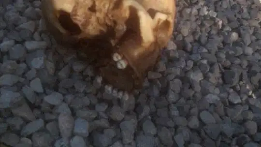 Köpeğin getirdiği insan kafatası polisi alarma geçirdi