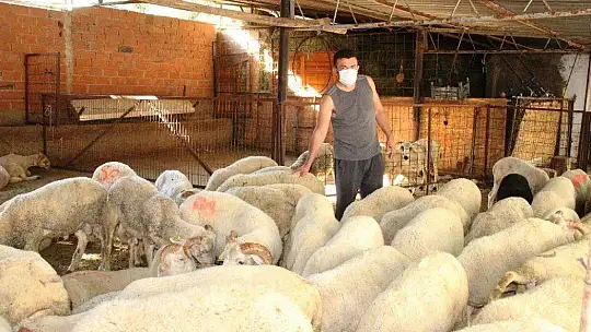 Kurban pazarlığında tokalaşma devri bitti, iple pazarlık başladı