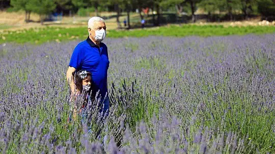 İlk Lavanta Hasadı Başkan Gürün'den 