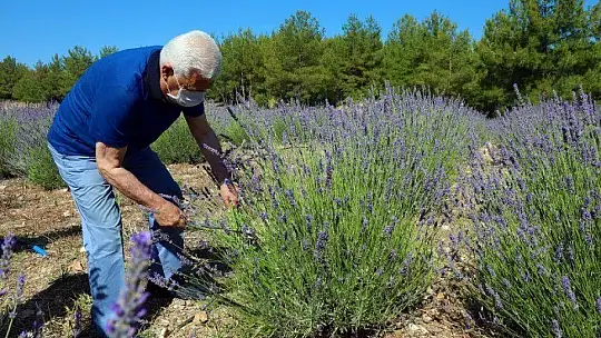 İlk Lavanta Hasadı Başkan Gürün'den 