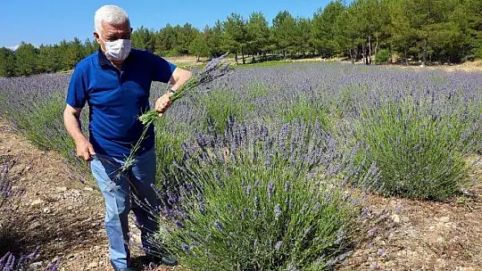 İlk Lavanta Hasadı Başkan Gürün'den 