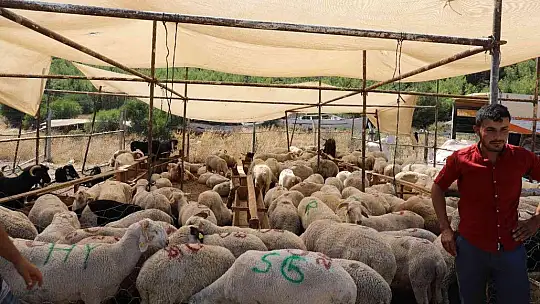 Marmaris'te kurbanlık hayvan satışları başladı