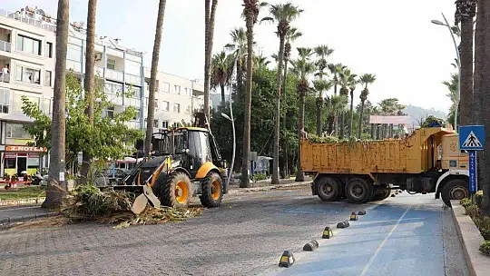 MARMARİS'TE PALMİYELER BAKIMA ALINDI