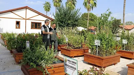 Muğla OBM'de 9,8 Milyon fidan üretildi