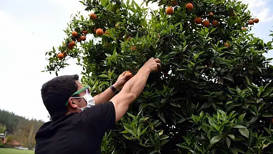 300 kasa portakal ihtiyaç sahiplerine ulaştırıldı