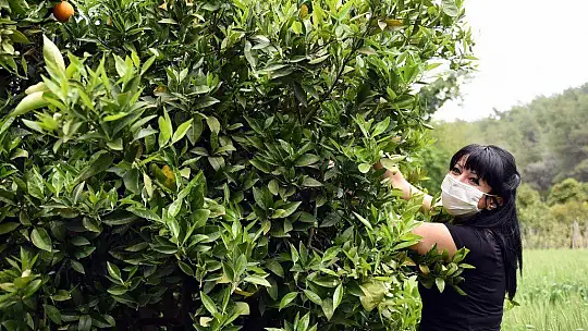 300 kasa portakal ihtiyaç sahiplerine ulaştırıldı