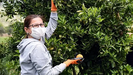 300 kasa portakal ihtiyaç sahiplerine ulaştırıldı