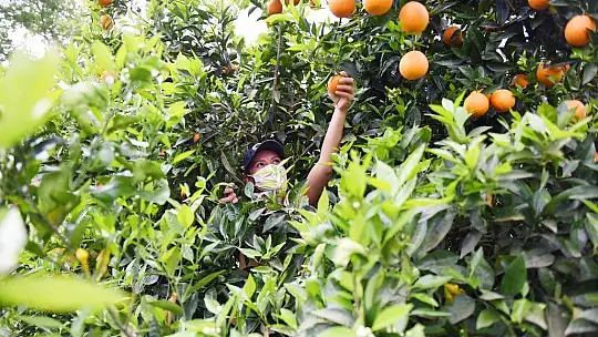 300 kasa portakal ihtiyaç sahiplerine ulaştırıldı