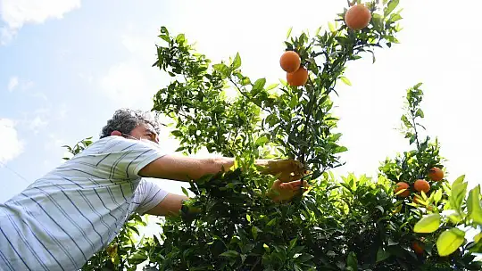 300 kasa portakal ihtiyaç sahiplerine ulaştırıldı