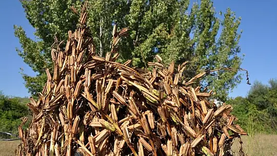 Türkiye'nin İlk coğrafi işaretli tahini, Fethiye Tahini