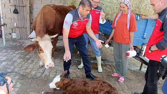Türkiye'ye örnek proje 'Buzağım Doğdu' ihbar hattı