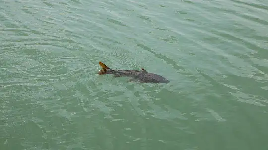 Ula Göleti'ne Bırakılan Sazanların Boyu 50 Santimetreye Ulaştı