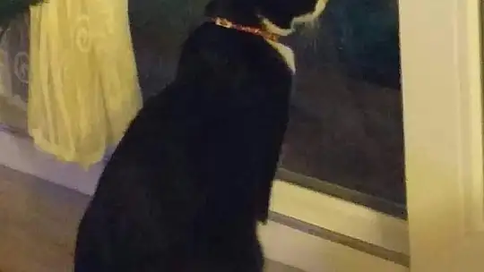 Kayıp Sevimli Kedi Aranıyor
