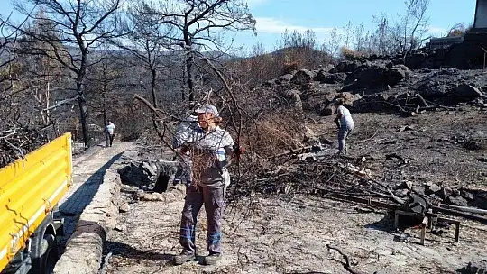 Yangın sonrası tehlike oluşturan ağaçlara müdahale edildi