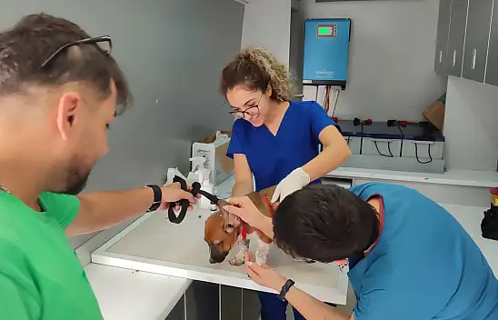 62 Bin 63 Evcil Hayvana Mikroçip Takıldı