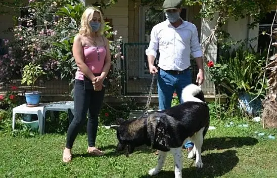 Akita cinsi Şensi isimli köpeğin sahibi konuştu