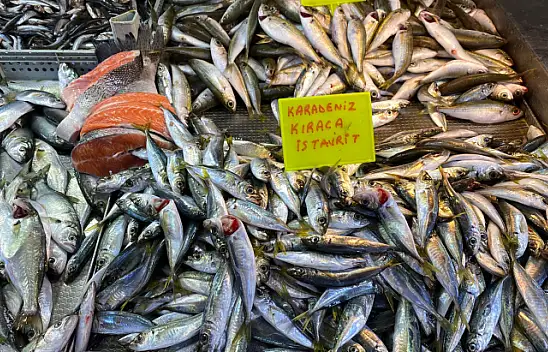 Bağışıklık sistemi için balık 