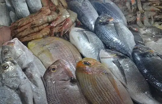 Balık fiyatlarının artışı mazota bağlı