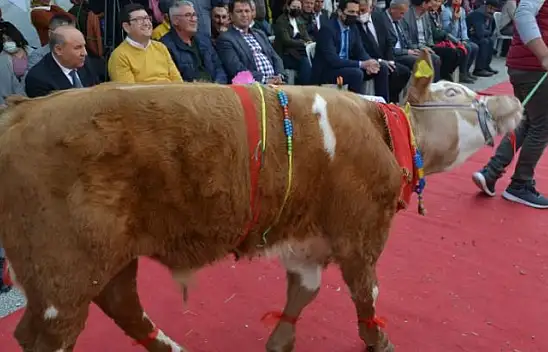 Buzağılar güzellik için podyumdaydı