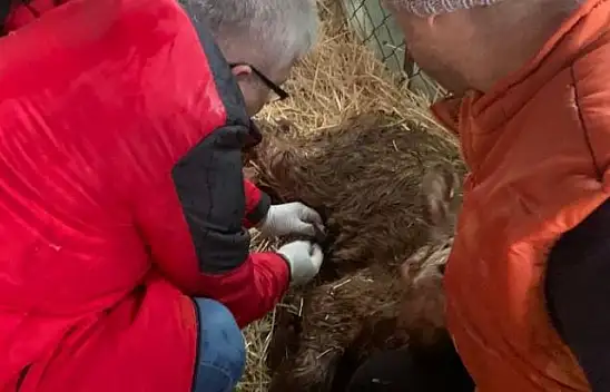 'BUZAĞINA SAHİP ÇIK' PROJESİ SÜRÜYOR