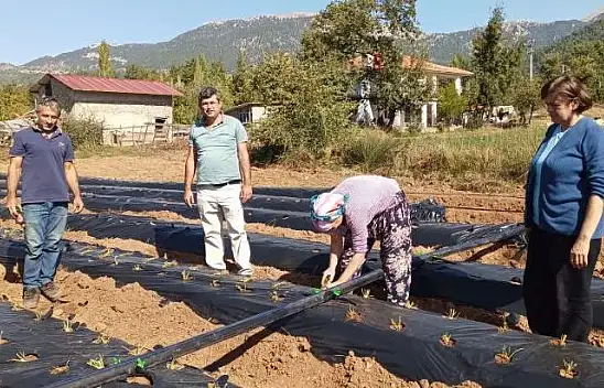 ÇİLEK FİDESİ DİKİMİ KONTROLÜ YAPILDI