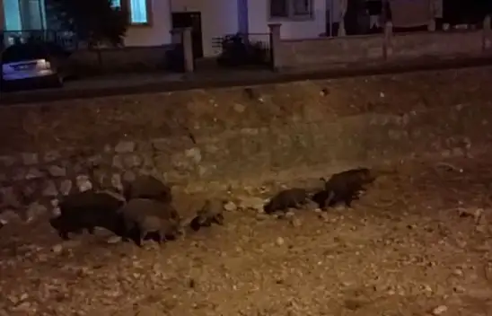 DOMUZLAR ŞEHİR HAYATINI SEVDİ