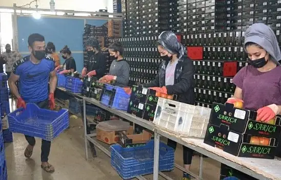 Fethiye bölgesinden günlük 2 bin ton domates gidiyor